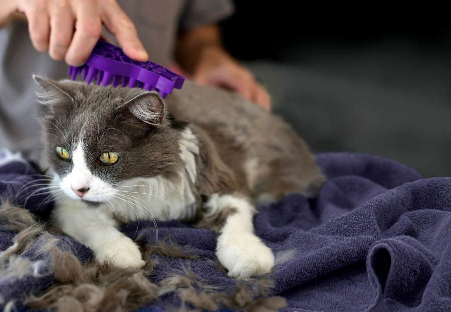 Cat Grooming And Bonding Tips - Life As A Pet